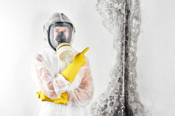 Best Basement Mold Removal in USA